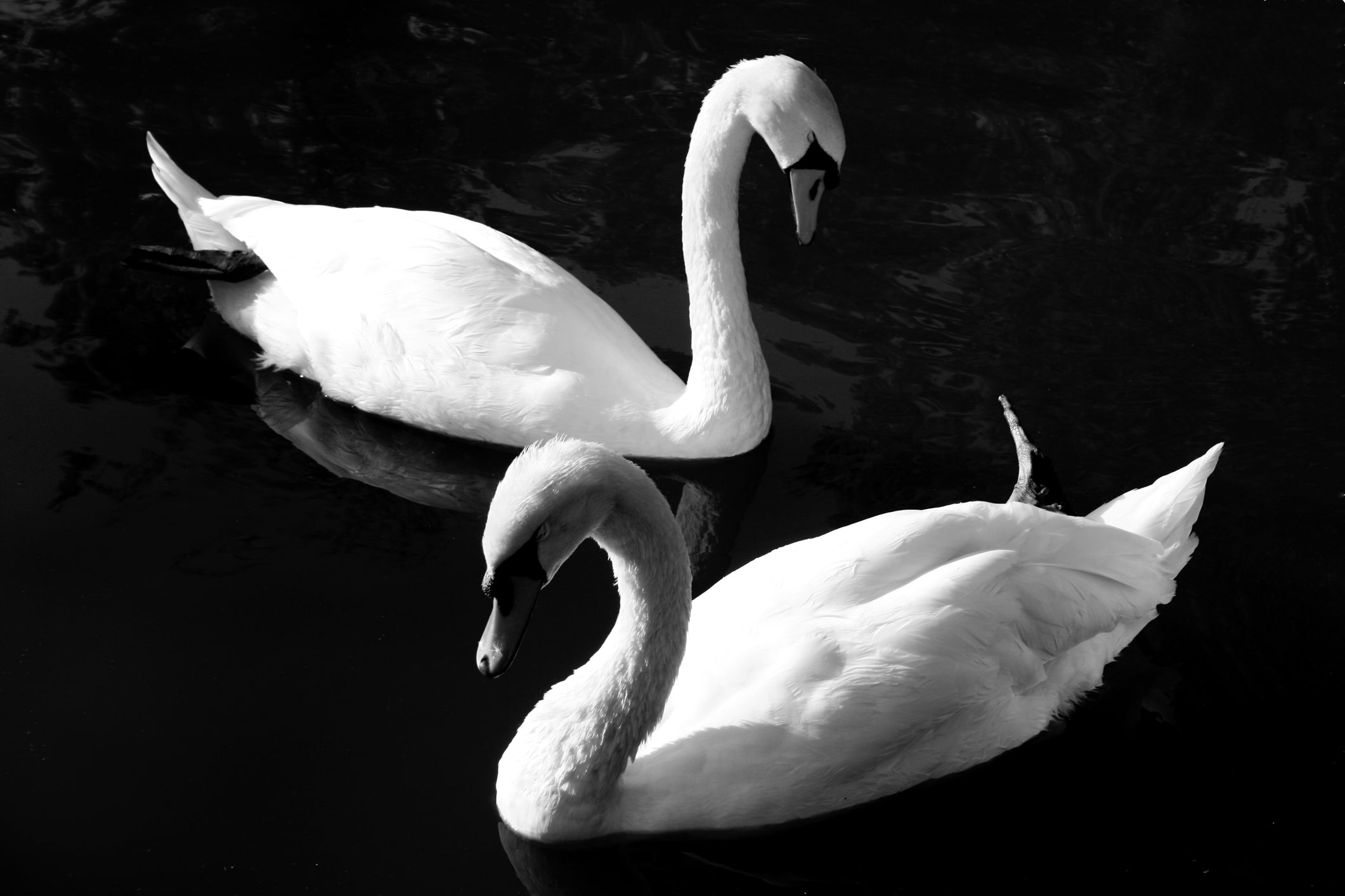 Welcome to your all-in-one destination in the Philippines! Settle into our welcoming accommodations, then treat your taste buds at our restaurant, featuring both elegant fine dining and authentic local cuisine, including special 8-course meals. Explore the islands with our tourist tours and car rentals, or let our shuttle service handle your transport. Find unique treasures in our handcrafted clothing line, unwind with yoga and massage, or catch some waves with our surfboard rentals. Join us at the bar, order takeaway, or book us for your next celebration or corporate event – we even offer magical beach dining setups. We also have a selection of reads and software in our bookstore and software store.